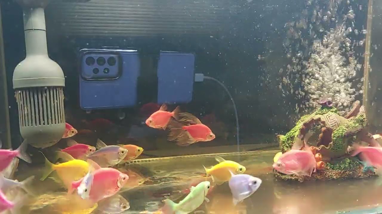 Relaxing Aquarium Fish Tank Sounds no music