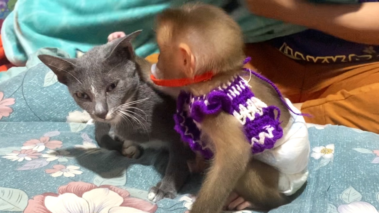 Oh  god!! What is LIORA doing? Is she checking the cat's ears or kissing?