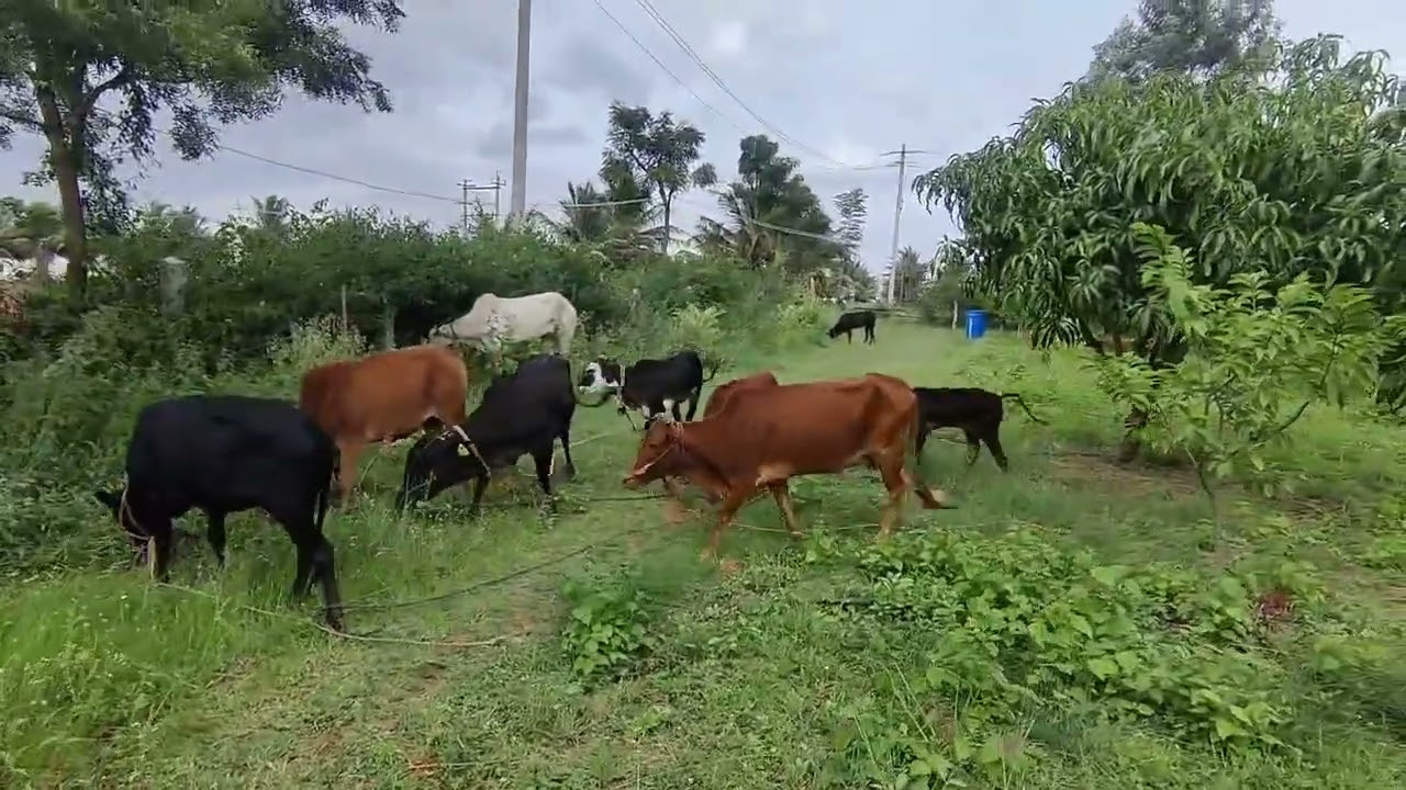 Gausewa