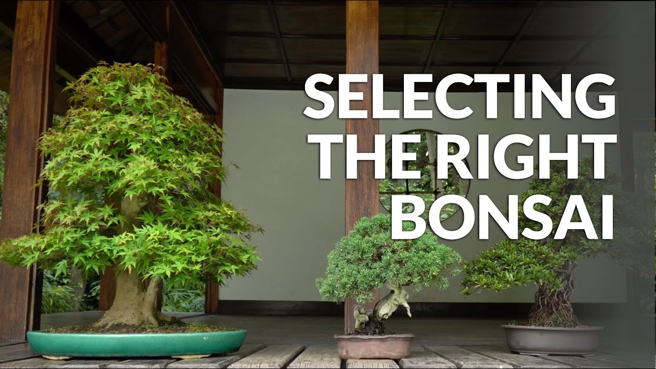 Selecting Bonsai species for your local Climate