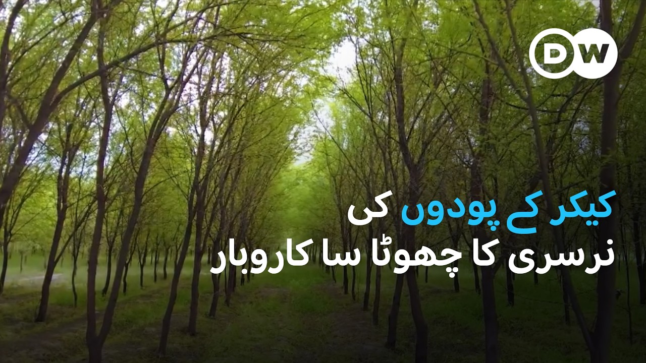 کیکر کے پودوں کی نرسری  | DW Urdu |Young Girl’s Mission to Reclaim Barren Lands