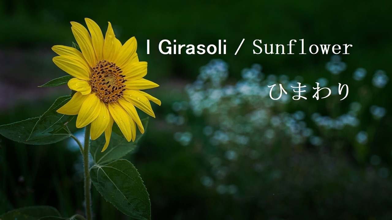🌻【ひまわり/ Sunflower】映画「ひまわり」に流れる切なくも美しいメロディー。心に沁みるギター演奏の妙をお楽しみください。🌻