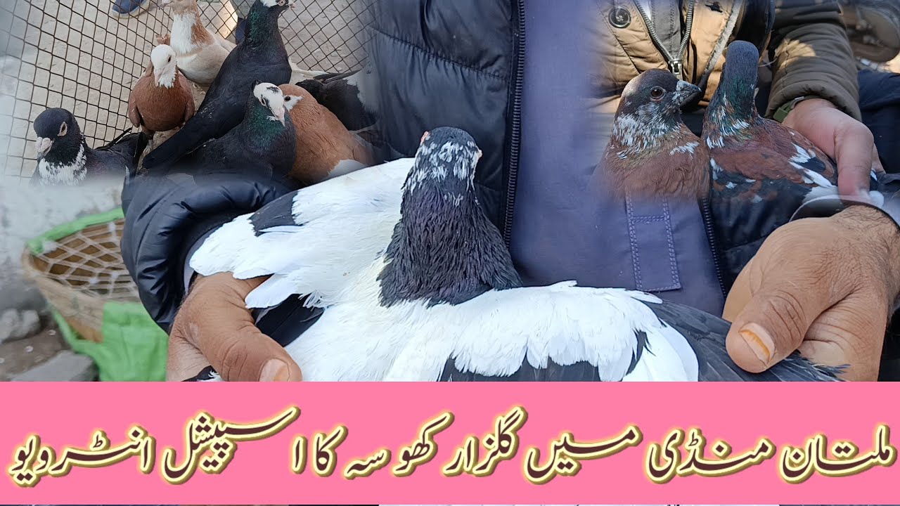 Gulzar Khosa Ka Special Interview In Multan Kabootar Mandi| Pishori Kabutar Is Video Ka Khas ❤️