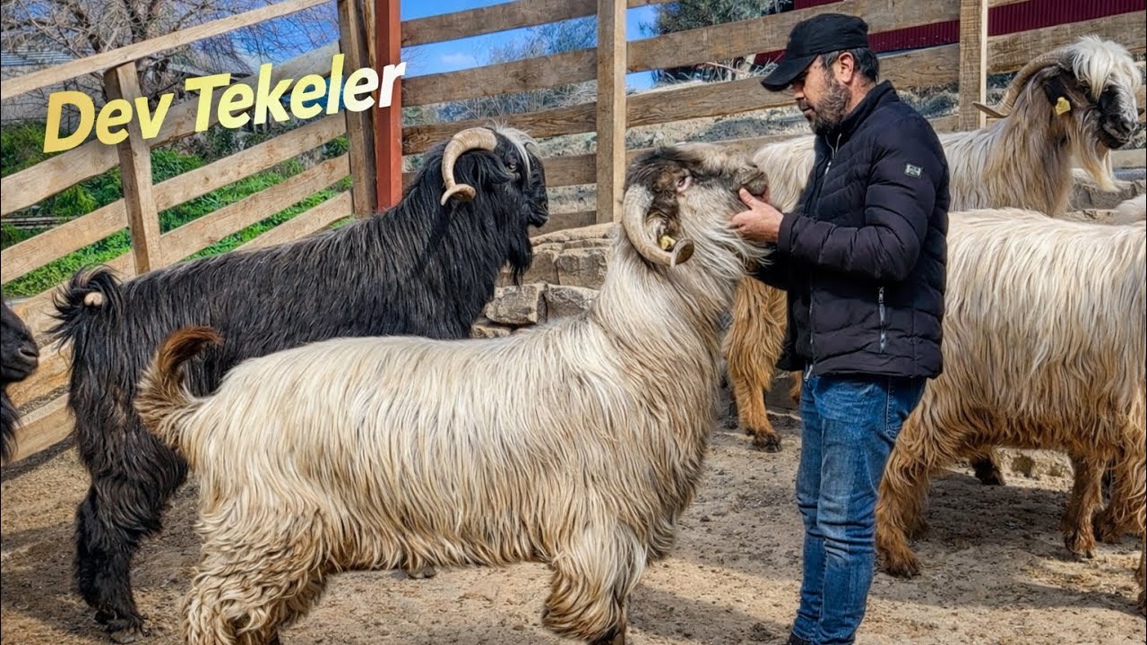 Dev Kurbanlık Tekeler Karşınızda! #2026 