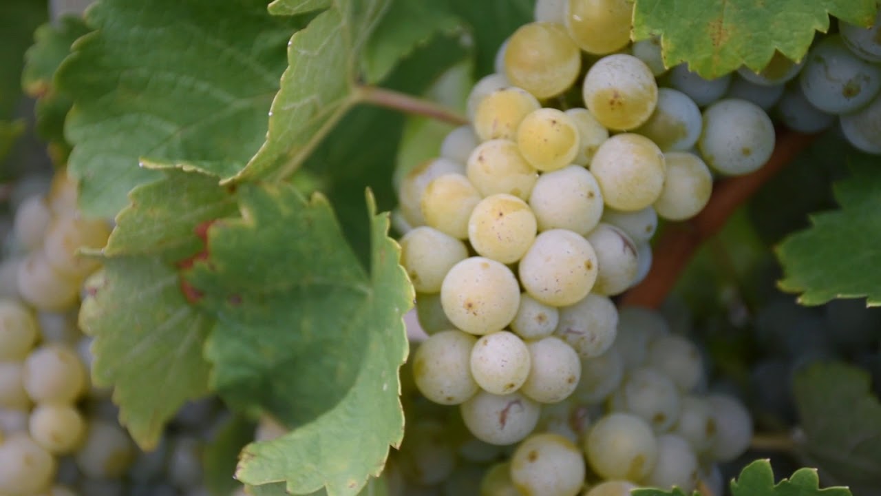 Sancerre and Pouilly Fum&eacute;