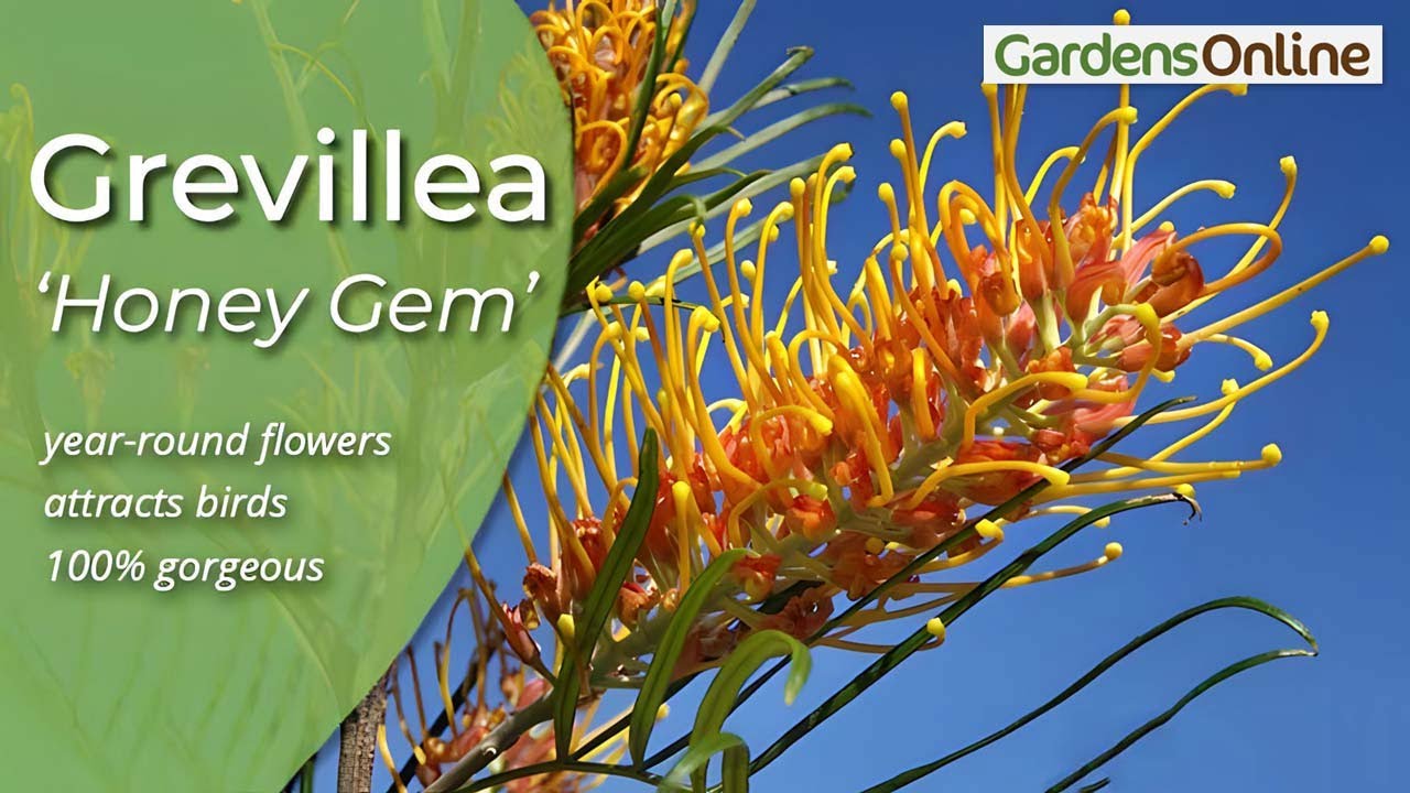 Grevillea 'Honey Gem' - How to Grow
