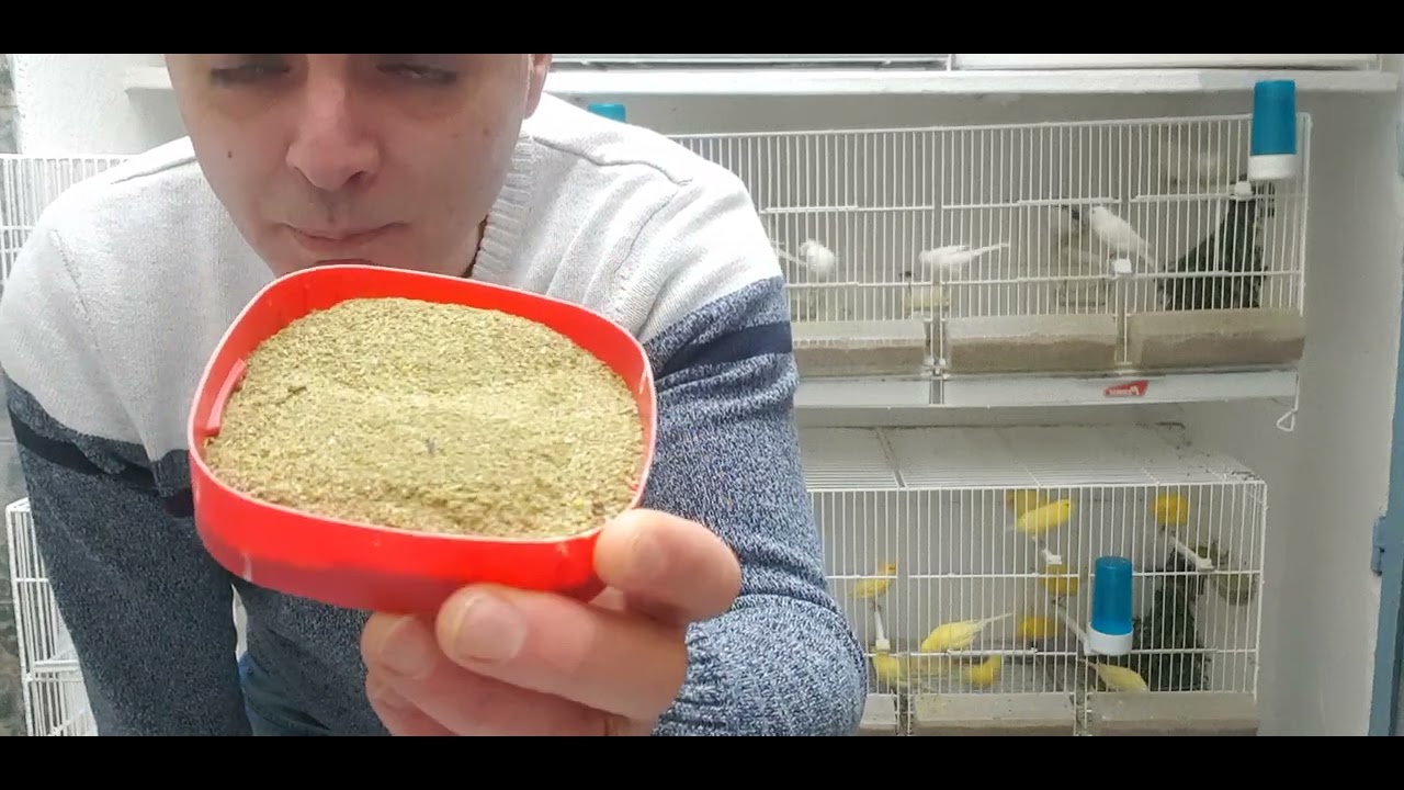 Alimentación para los machos para la preparación de la cría 2025, modo precria🐣🐣🐣