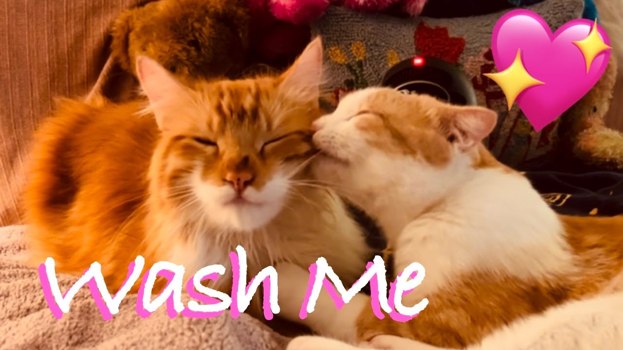 KITTY WASH 👅 💦 😻  CAT ASMR Cat Licking Your Ear Cat Grooming Cat Purring for Relaxation *CAT ASMR*