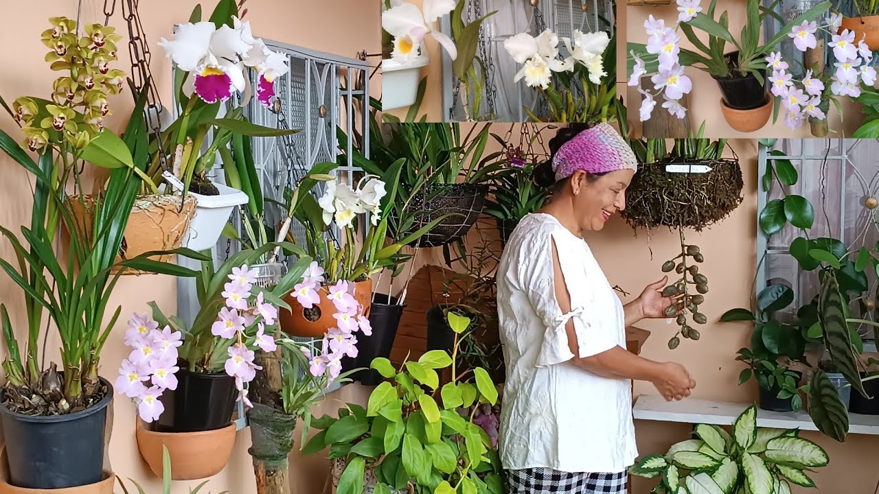 A veces Me Preguntó porque a las Babosas les encanta Morder Nuestras Orquídeas🐌 🌺🐌🤔