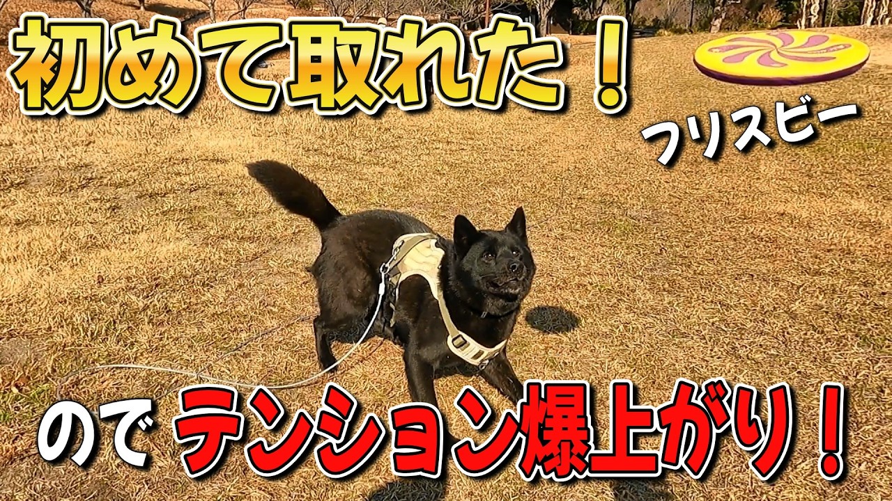 ついに初キャッチ成功！誕生日に新しいフリスビーで遊んだらテンション爆上がりの子が！【甲斐犬】