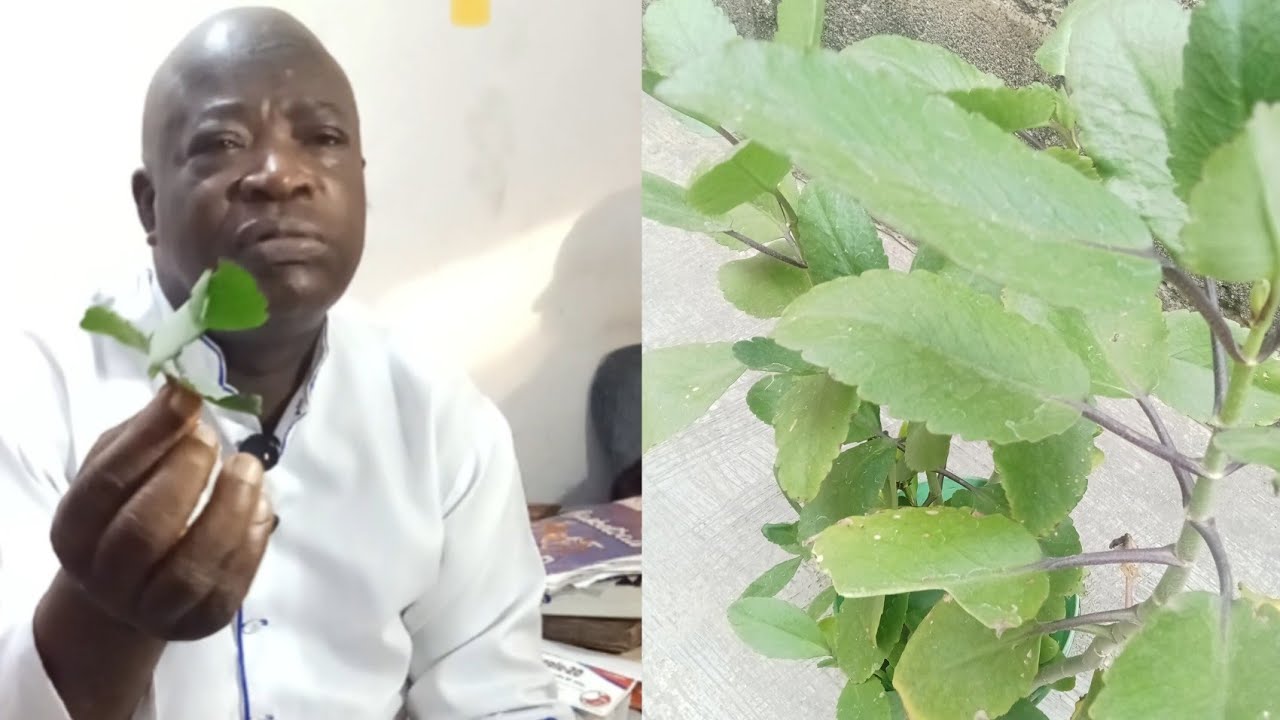 Woli Faleyimu Olagoroye so asiri ati iwulo to wa lara ewa abamoda olagbara oooo