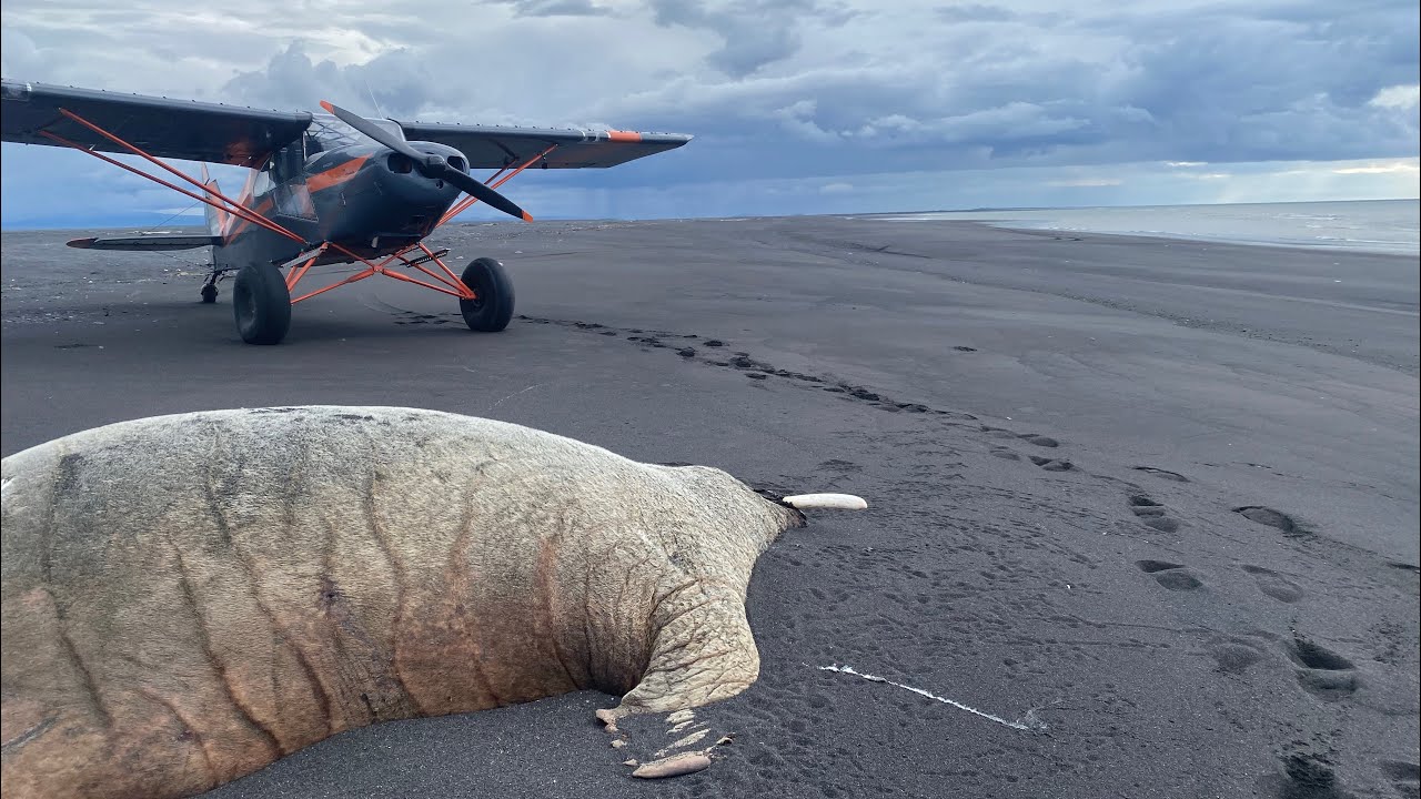 Bristol Bay Beach combing by airplane