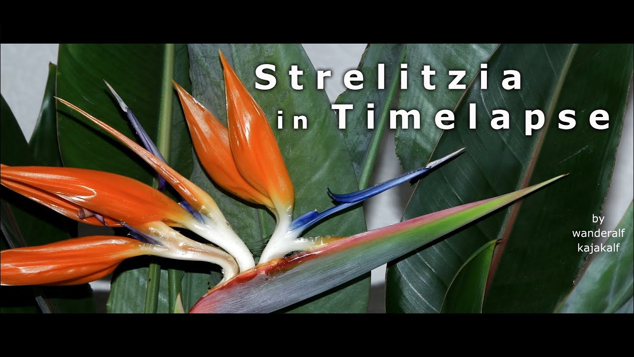 Strelitzia in Timelapse | Paradiesvogelblume | Bird of Paradise | 12-2013