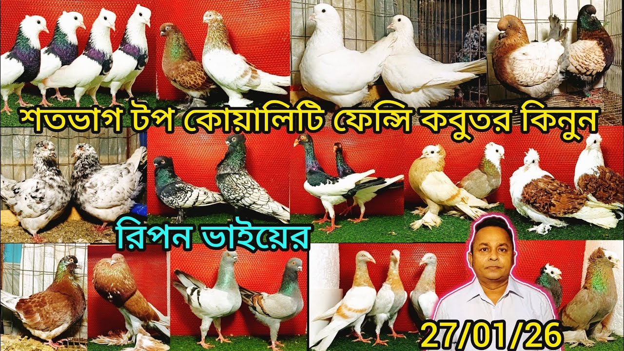 রিপন ভাইয়ের শতভাগ টপ কোয়ালিটি ফেন্সি কবুতর কিনুন | pigeon video | কবুতর |