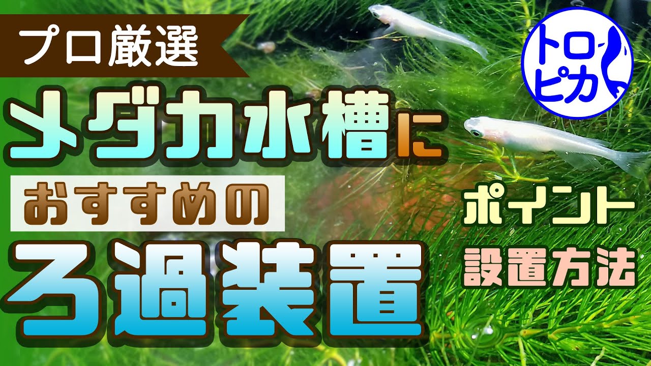 【プロ厳選】メダカ水槽におすすめのろ過装置とは！設置のコツも大公開！