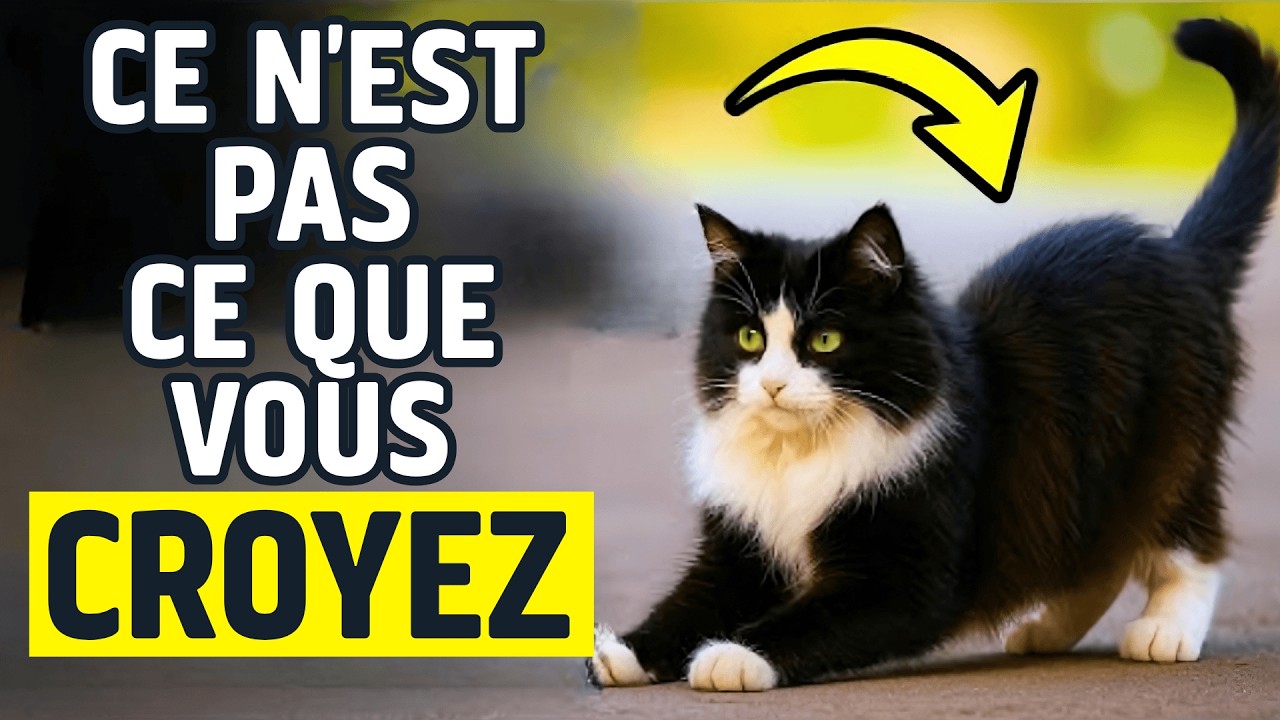 CE N'EST PAS CE QUE VOUS CROYEZ