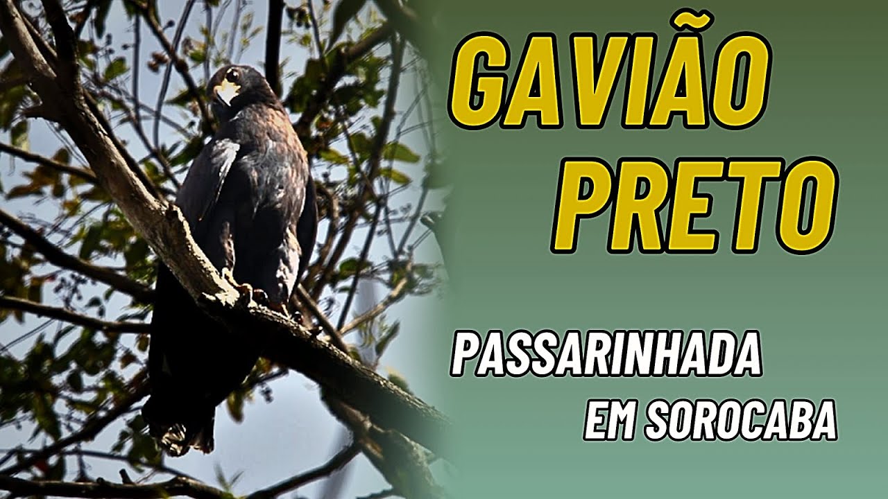 Gavião Preto Maçarico grande de perna amarela e muitos outros