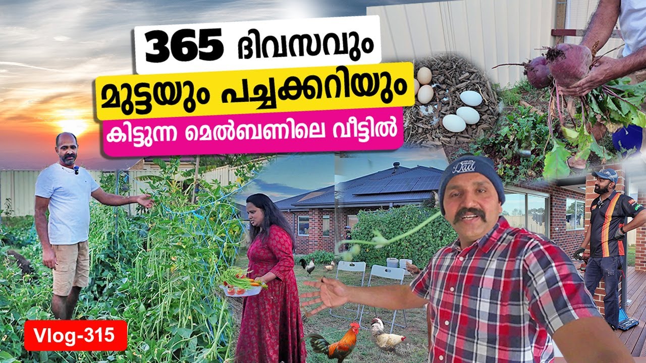 365 ദിവസവും പച്ചക്കറി കിട്ടുന്ന മെൽബണിലെ വീട്ടിൽ #australia #vegetables #travel
