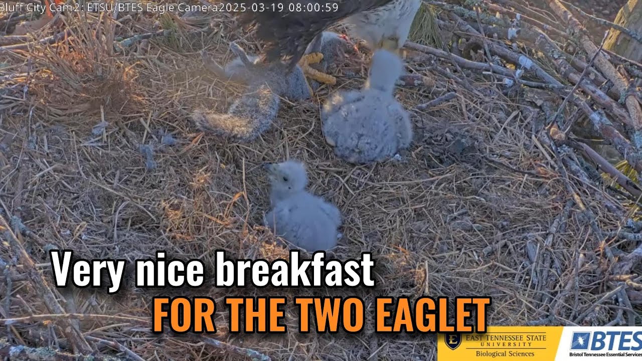Breakfast in peace for the two eaglets 🐥💕🐥