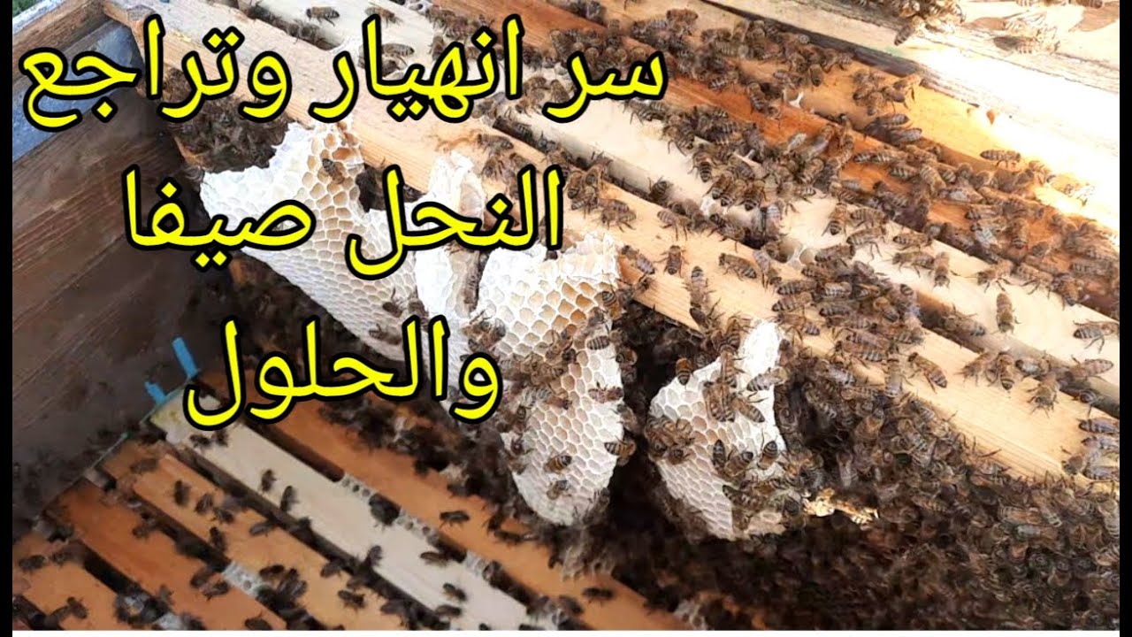 أسباب انهيار وتراجع خلايا النحل صيفا وما الحلول