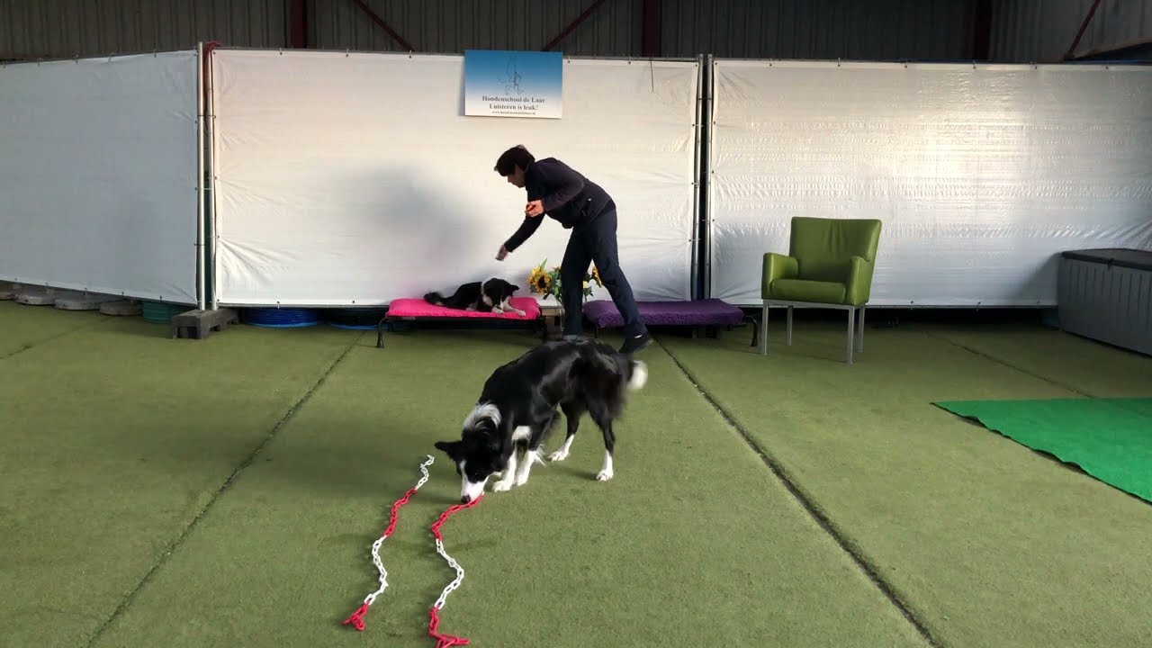 Hoe leer je jouw hond dat het geluid van de deurbel een voorbode wordt van iets leuks?