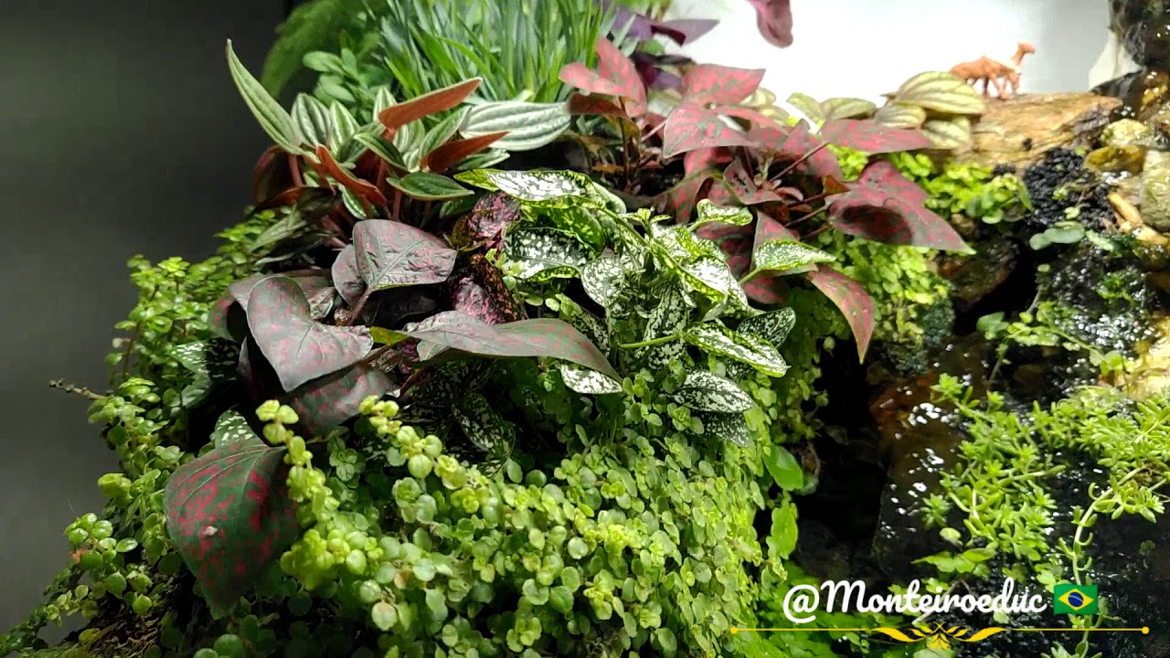 Paludarium/ Paludário, Dimensões, plantas, luminosidade.