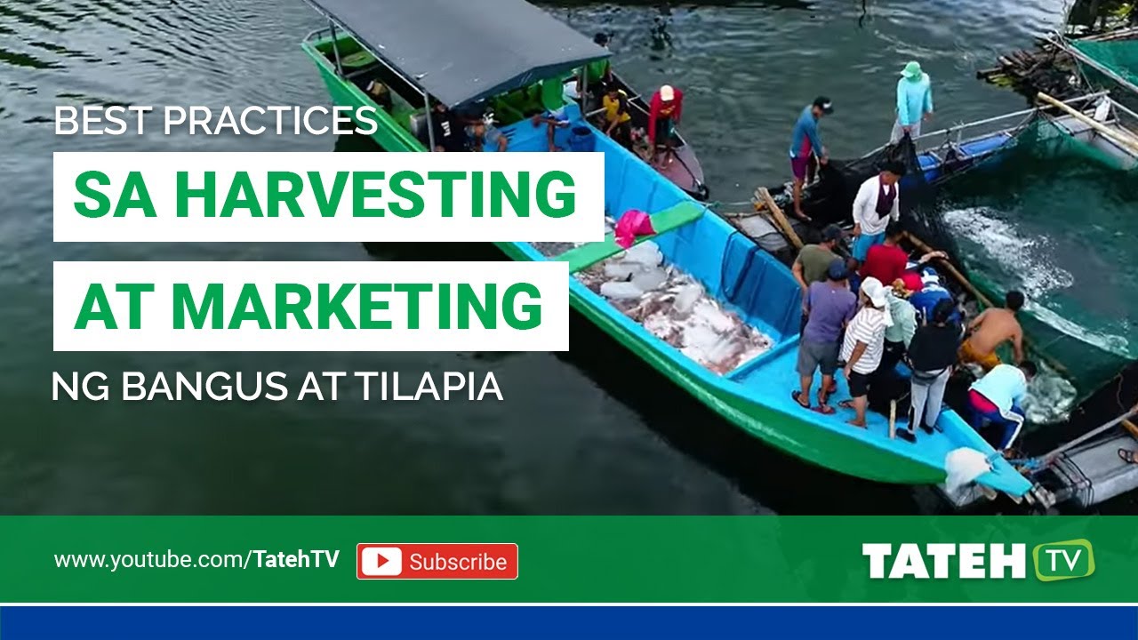 Best Practices on Harvesting & Marketing of Tilapia & Bangus | EP118