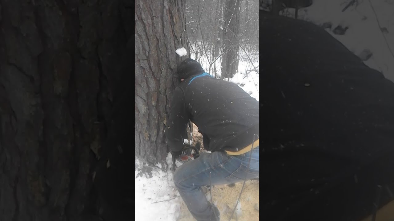 валка лісу STIHL MS36