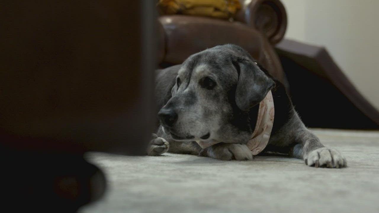 A 19-year-old dog was surrendered at a Dallas shelter. These best friends took her in