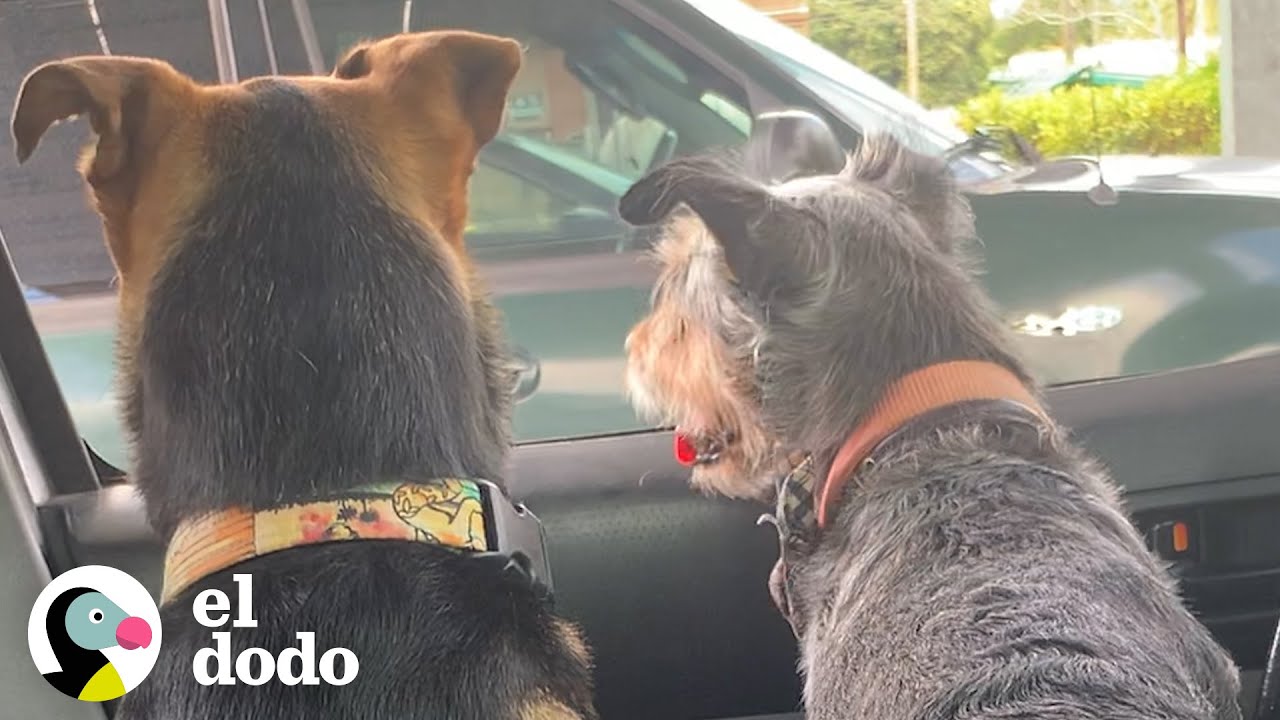 Perro atado durante a&ntilde;os ahora corre en la playa | El Dodo