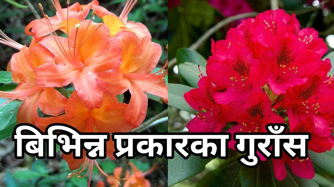➡️laliguas || Types of Rhododendron || laliguras fulako bela