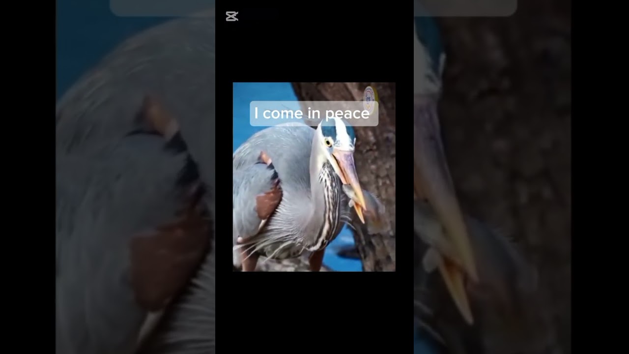When your at peace with the nature, video #mustwatch #youtube #prayer #propheticword 