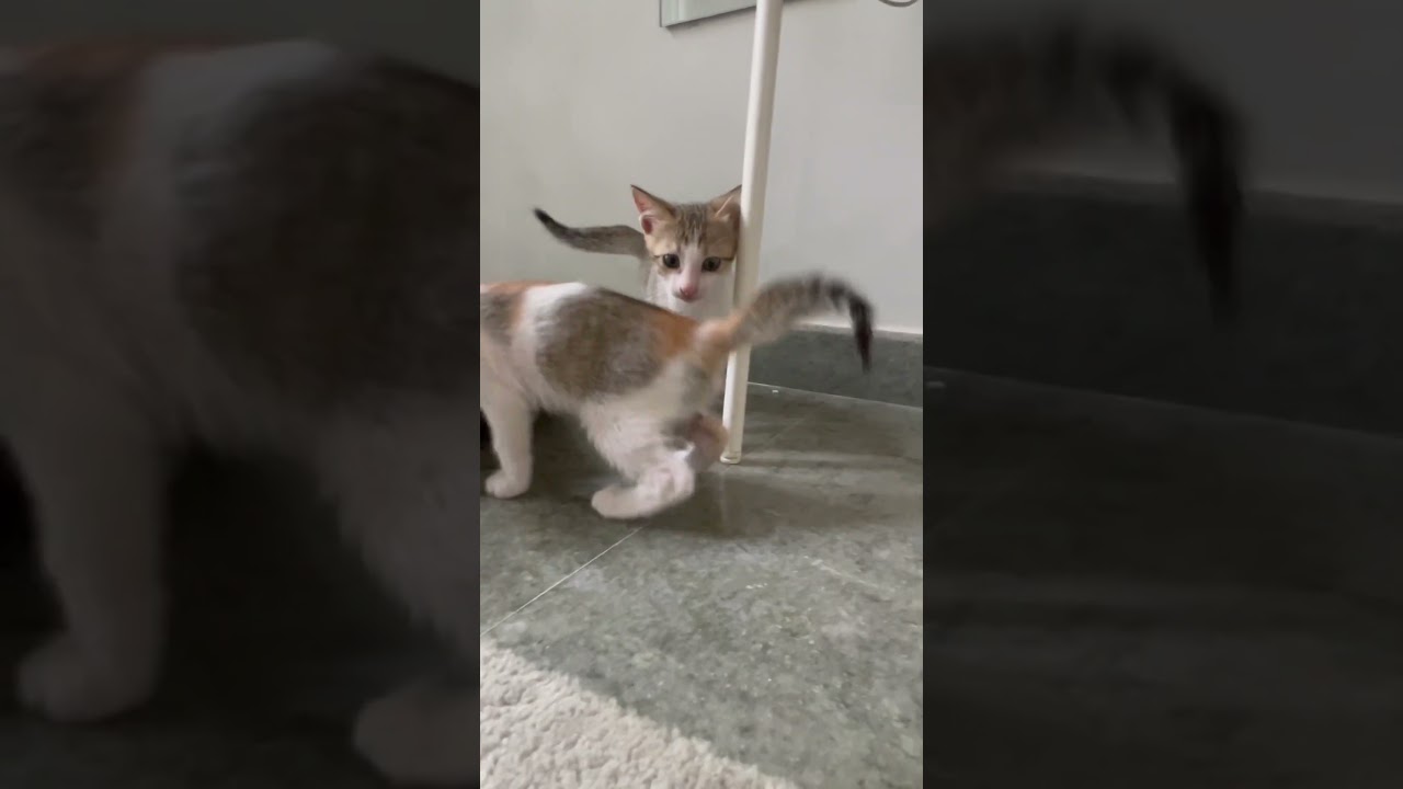 3 Kittens 🐱 playing on plant 🌱