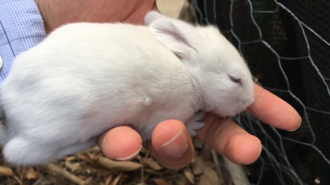 Plippi Adventures Newborn Baby Bunnies Snuggle and Sleep