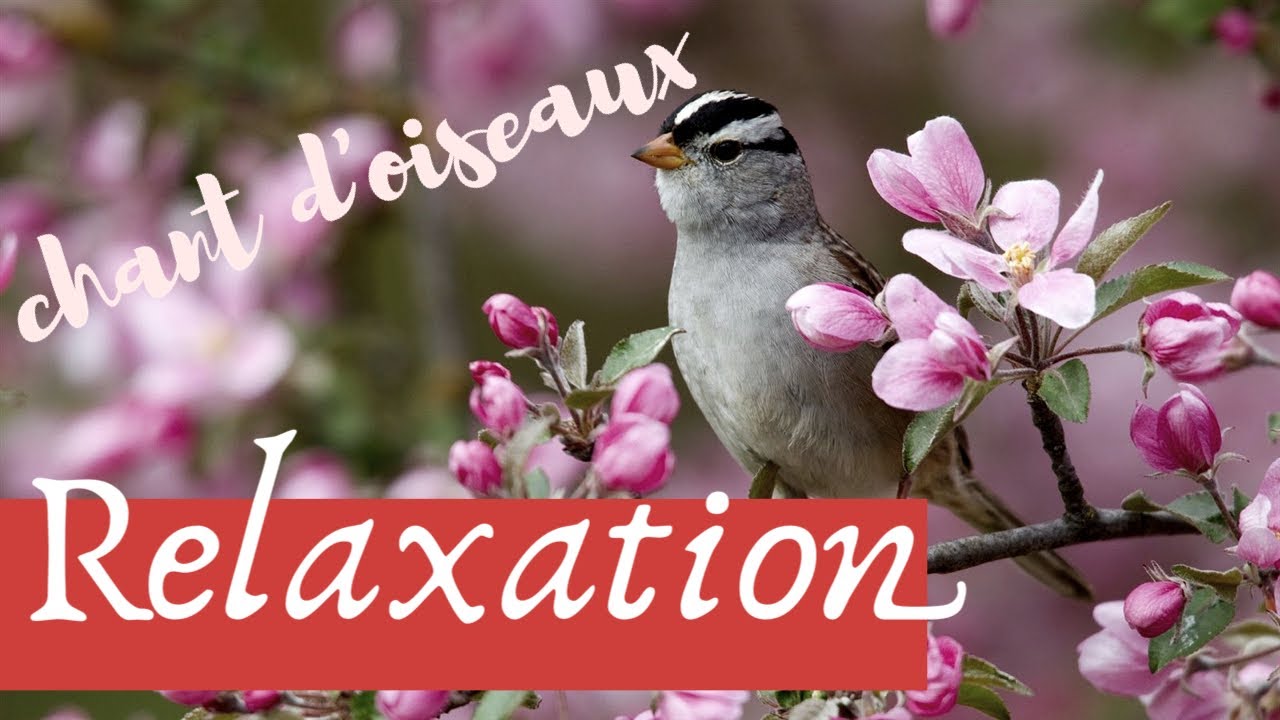 30 mn de Relaxation | chant des oiseaux relaxant pour se détendre et dormir | birdsong