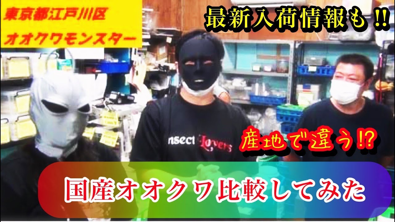 【カブトムシ・クワガタムシのお店】都内の老舗店舗「モンスター」さんで、国産オオクワガタ見比べてみた！！鳴き過ぎるカブトムシも登場…！！　Ryu'sTree＃96【最新店舗情報】