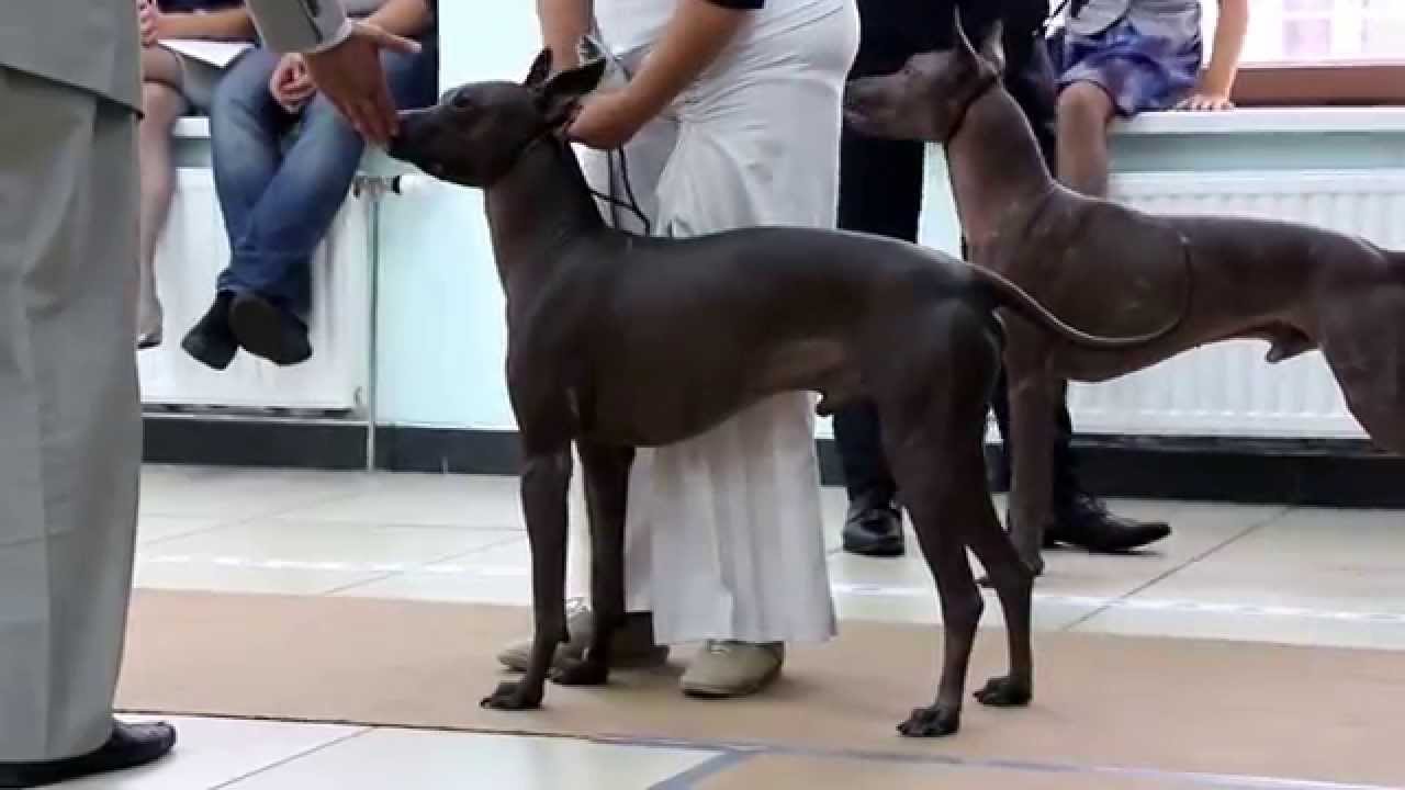 5th National Dog Show of National Club breed Xoloitzcuintli
