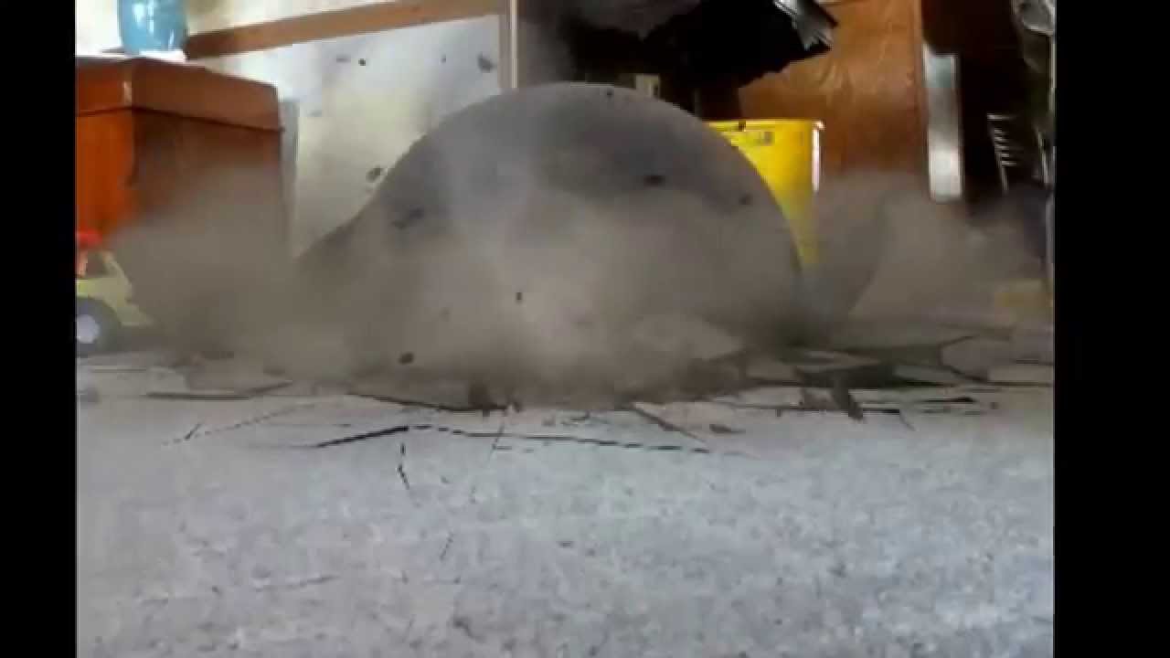 Dog smash