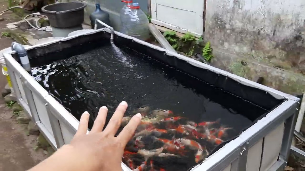 kolam terpal baja ringan ukuran 200x100x50 dengan filter sistem gravitasi 3 ember