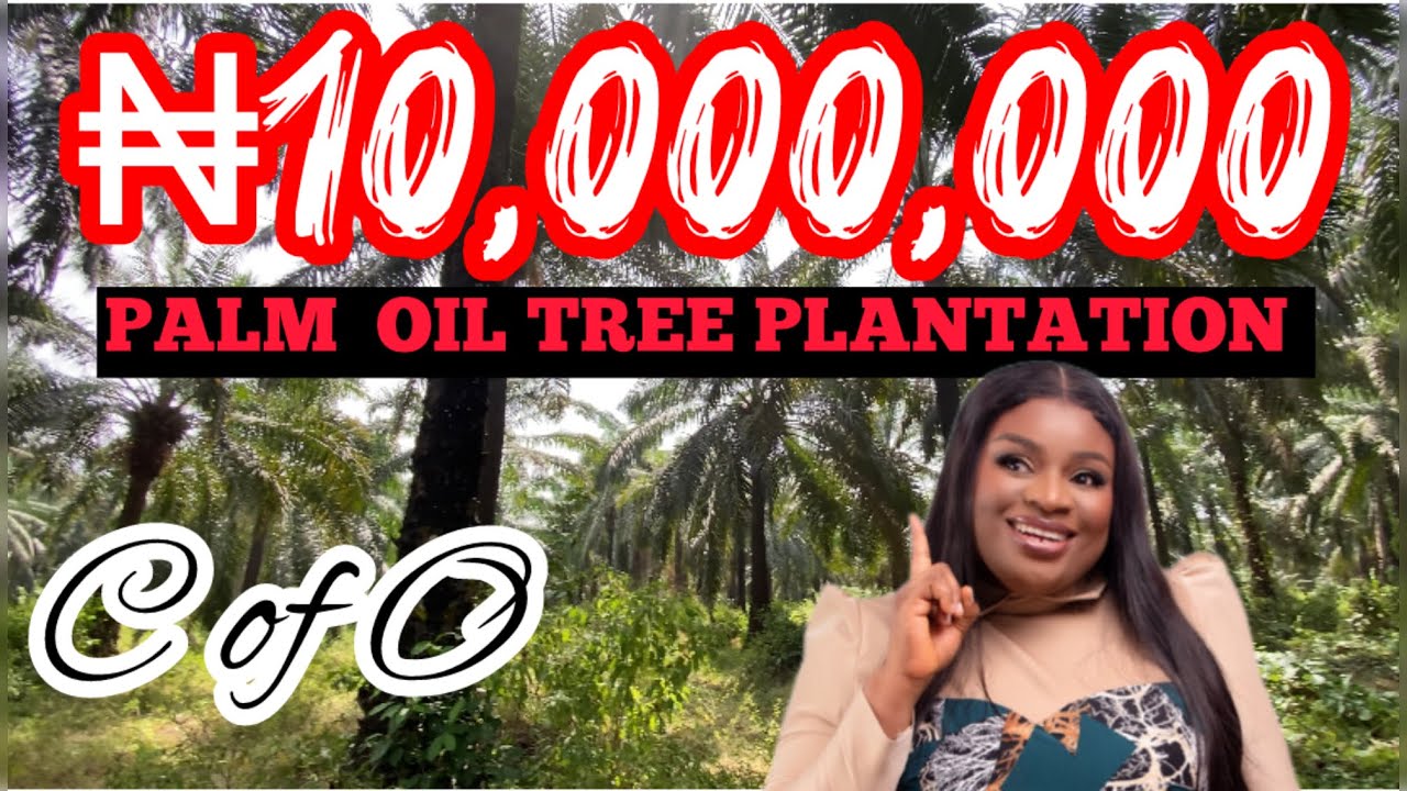 EARN PASSIVE INCOME OWNING A PALM OIL PALM TREE PLANTATION | pALM CREST FARMLAND
