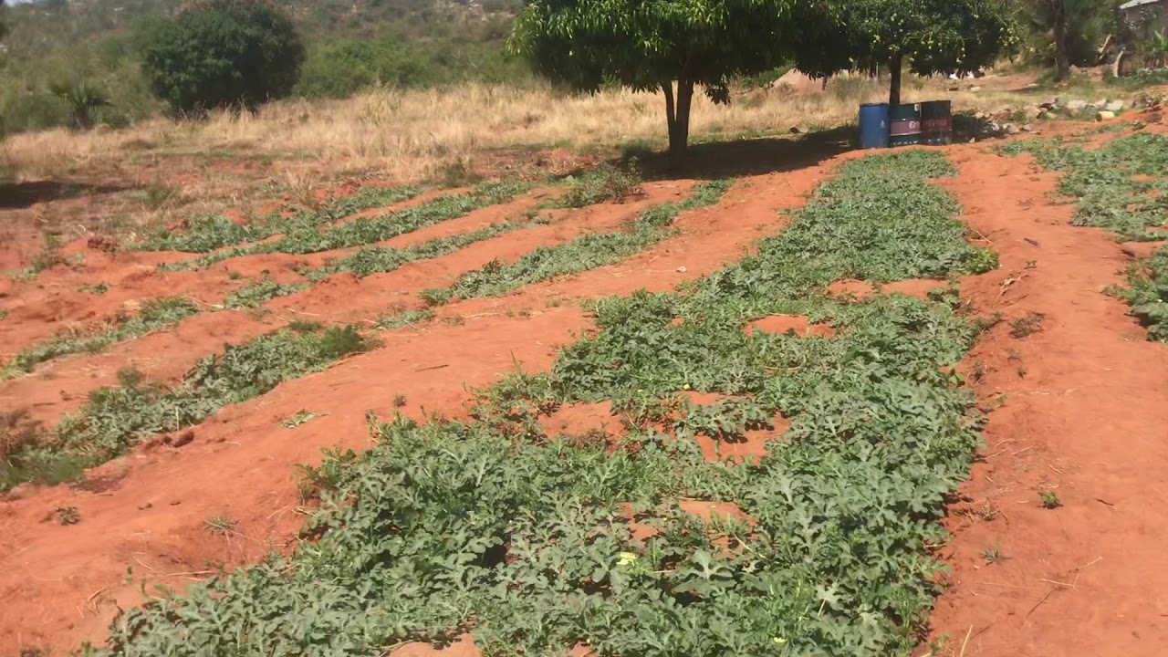 Kilimo cha Tikiti maji|watermelon farming fruit forming stage|muda wa matunda