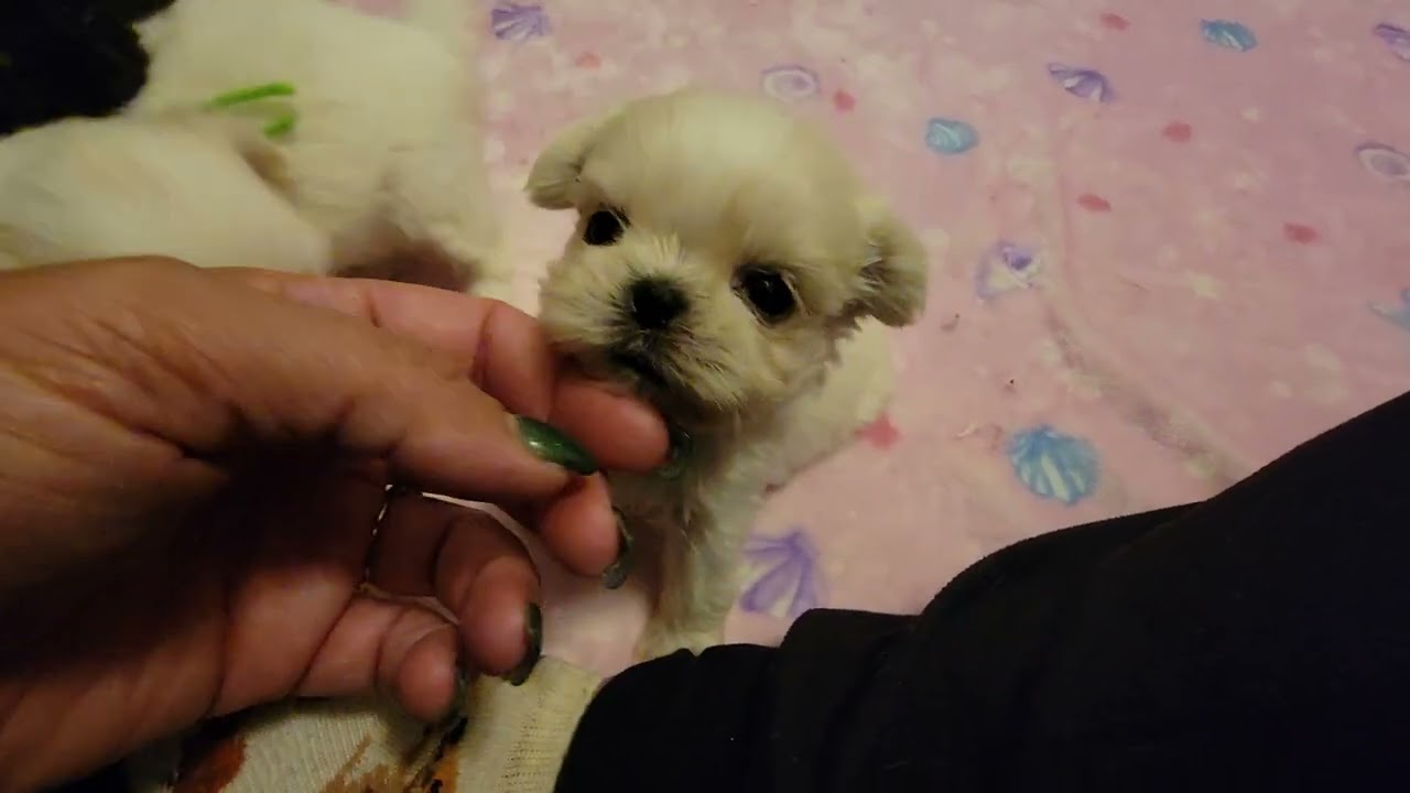 Shimmer and Newton's Puppies 4 1/2 Weeks Old 9/25/24 ❤️🐶❤️