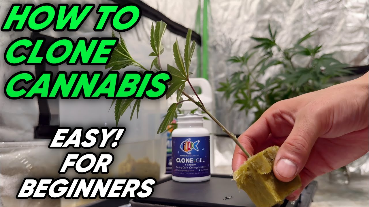 How To Clone Cannabis Easy Step By Step For Beginners! FOOP Clone Gel