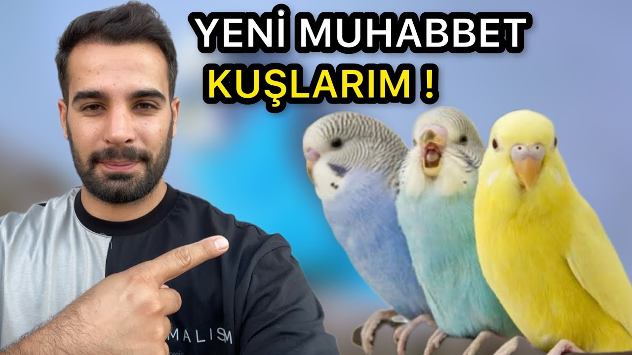 YENİ MUHABBET KUŞLARIM - PAPAĞANLAR DOĞDU ! #muhabbetkuşu