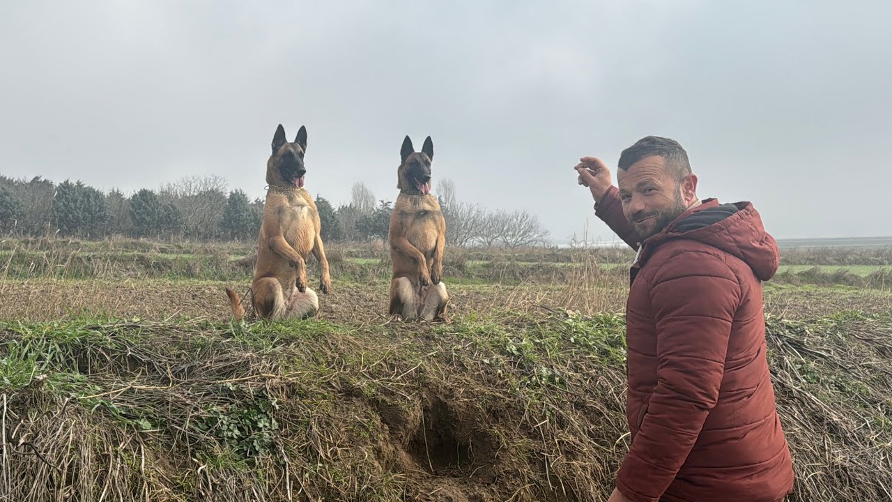 KÖPEKLERDE KARAKTER MESELESİ ⁉️😁 #eyüpdoğan #malinois #belçikakurdu #kopekler #puppy #eydog #kpop