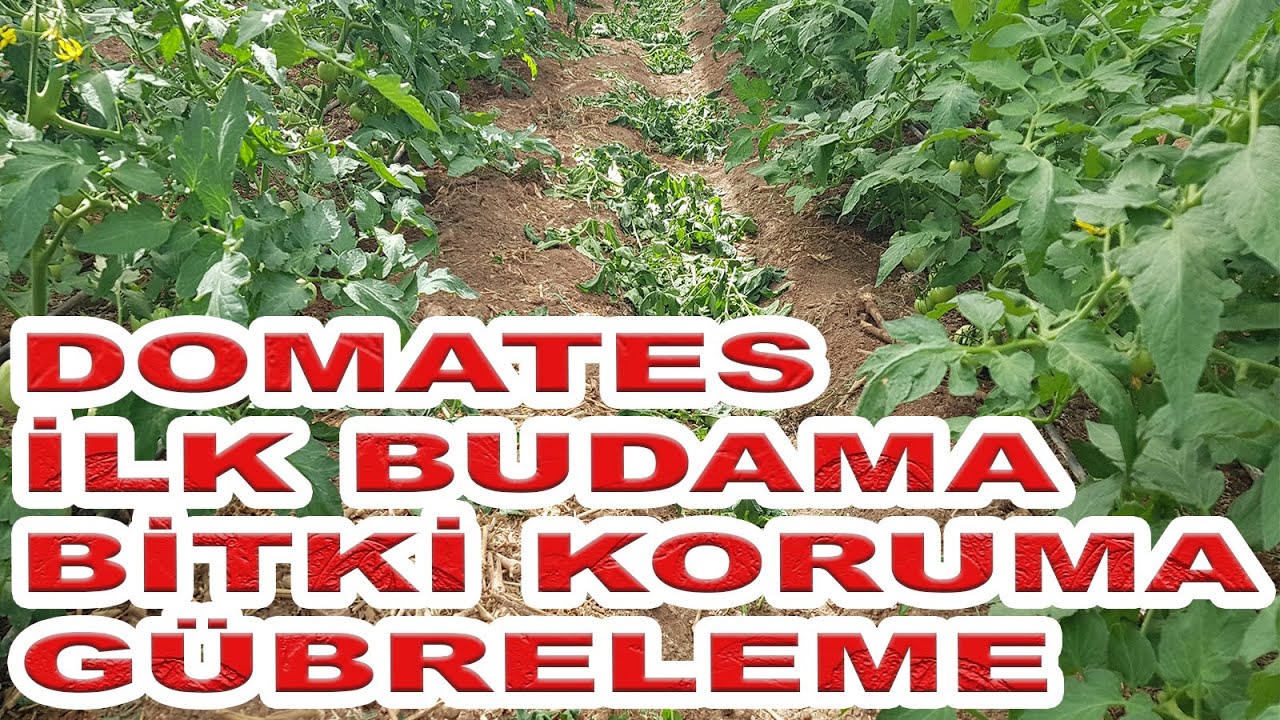 DOMATES ÜRETİMİNDE 6. 7. VE 8. HAFTALAR
