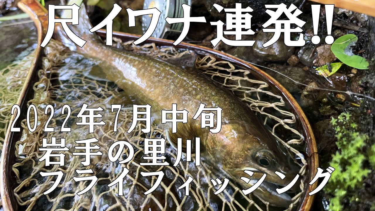 2022年7月中旬　尺イワナ連発！　フライフィッシング　岩手県北の里川