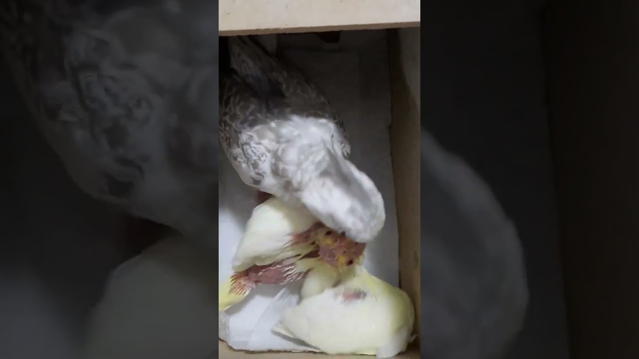 nourissage bebe calopsitte /Mother cockatiel feeds her baby /    #cocktail  #babybird  #calopsita