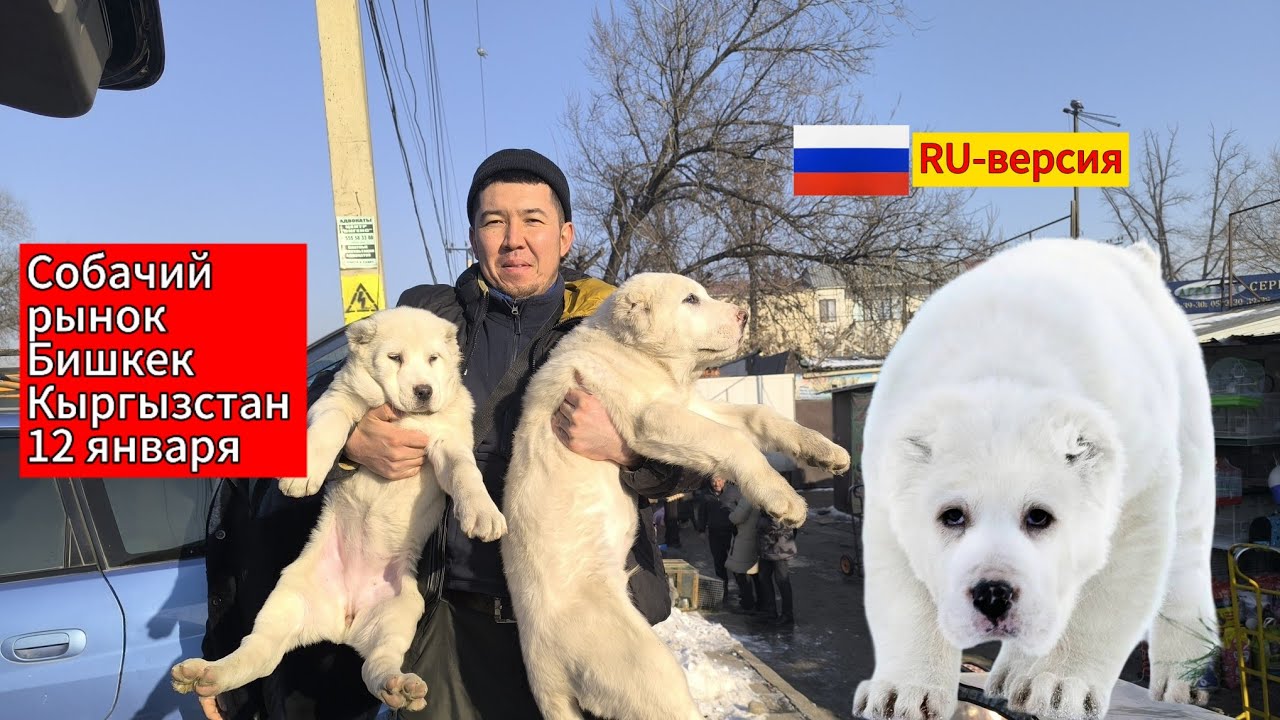Собачий рынок в Бишкеке. Обзор цен. #итбазар #жаймабазар #тоокбазар #kyrgyztan #кыргызстан