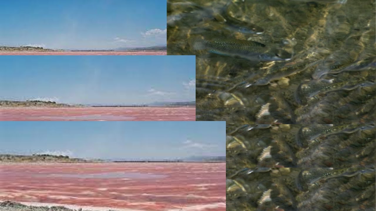 Springs and fish at Lake Magadi #lakemagadifish